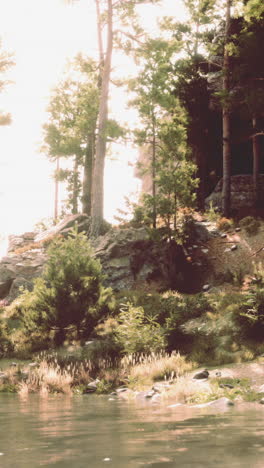 tranquil forest scene by the water