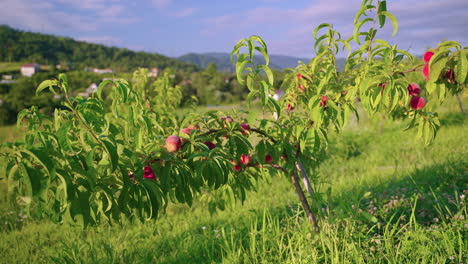 peach orchard in a sunny day