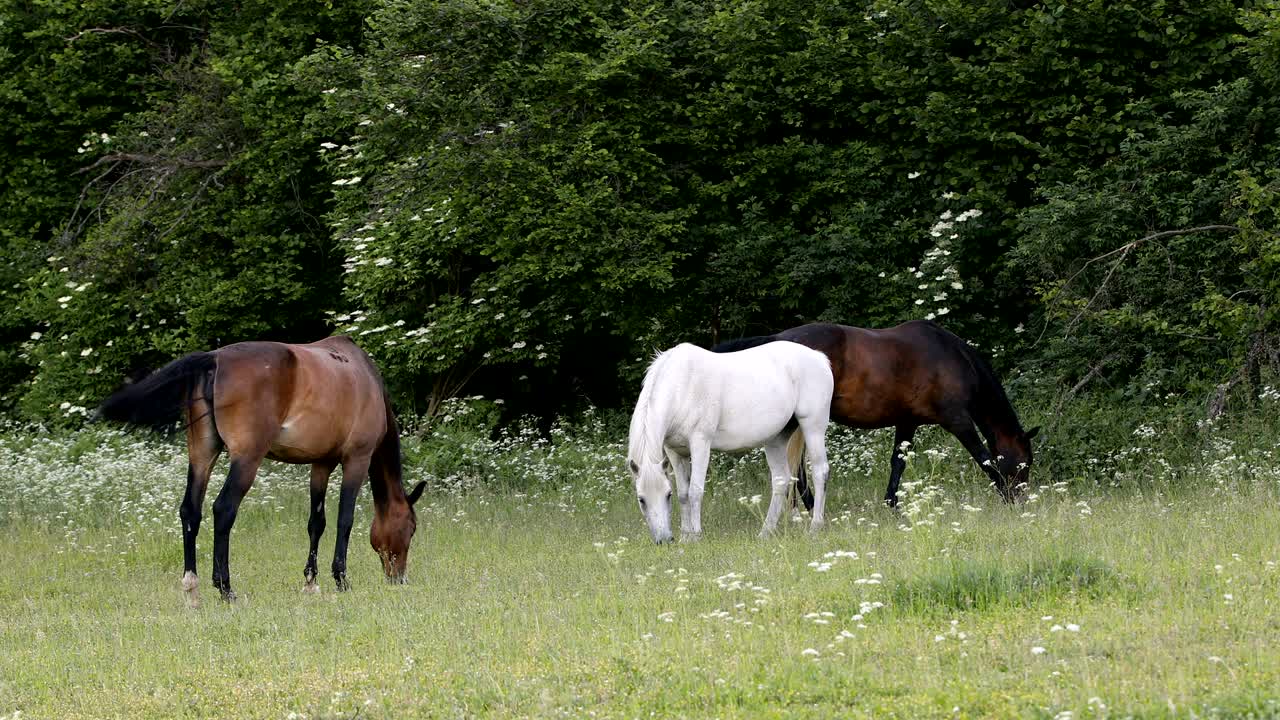 un rebaño de caballos pastando en un prado de primavera