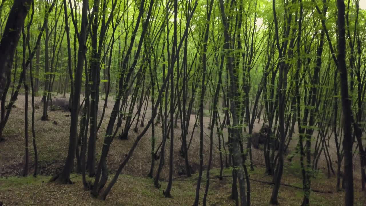 caminando por un sendero forestal