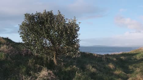 Lonely-tree-on-a-grass-covered-sand-dune-at-the-edge-of-the-ocean