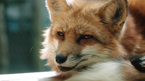 adorable face of the red fox from zao fox village in shiroishi, miyagi, japan