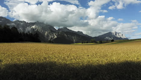 matured ripe barley on field with snowy mountains in the background