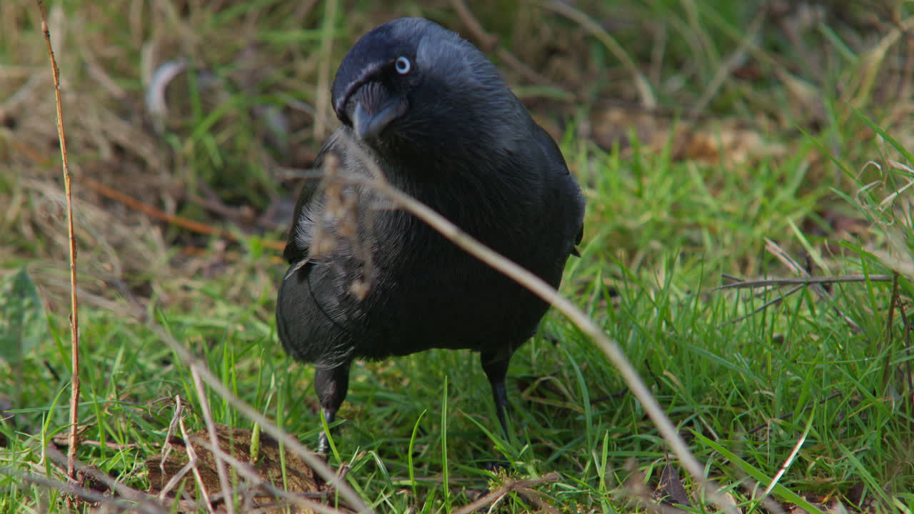 Corvo, cornacchia o taccola eurasiatica nera, uccello che cerca cibo nell'erba in una giornata di sole, fauna selvatica, natura, primo piano del paesaggio.