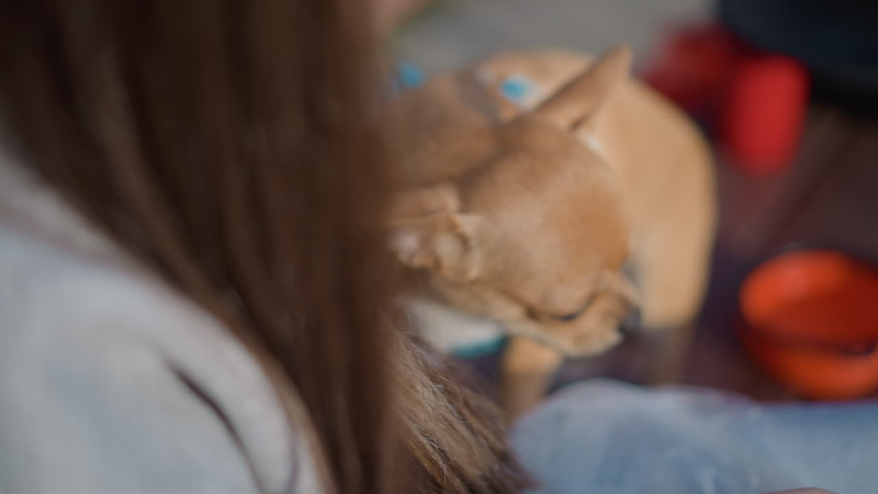 털복숭이 친구가 맛있는 음식에 시선을 고정한 채 기대하고 있어요. 충성스러운 강아지가 맛있는 음식 보상을 간절히 바라보고 있고, 열정적인 개가 맛있는 간식을 기대하며 열심히 쳐다보고 있네요.