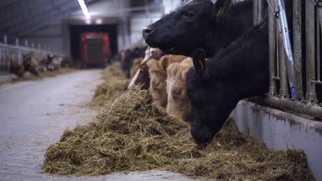 static shot of different norwegian cows eating silage indoors in cowshed