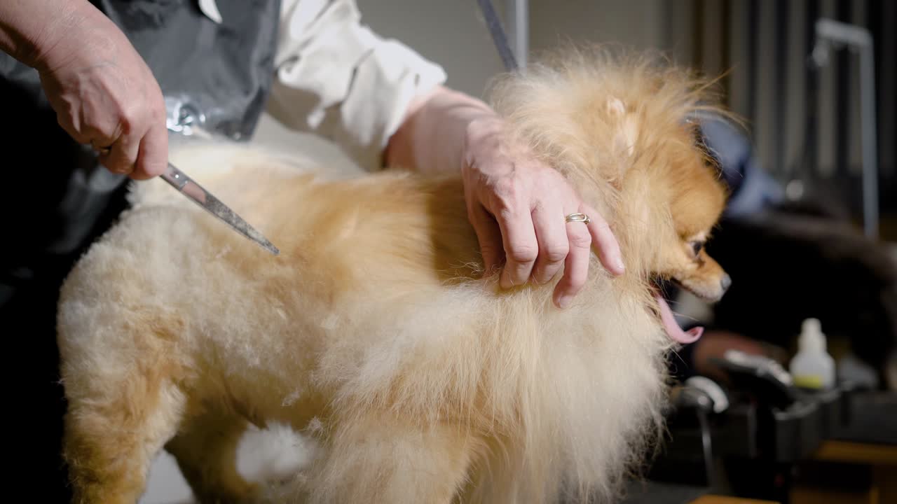 숙련된 미용사 여성은 전문적인 강철 가죽을 사용하여 털이 많은 포메라니아 개의 양털을 자르고 있습니다.