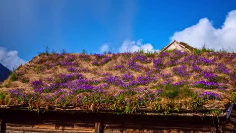 sustainable-green-roof-with-purple-flowers-on-sunny-summer-day