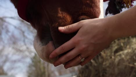 caballo siendo alimentado con una deliciosa golosina