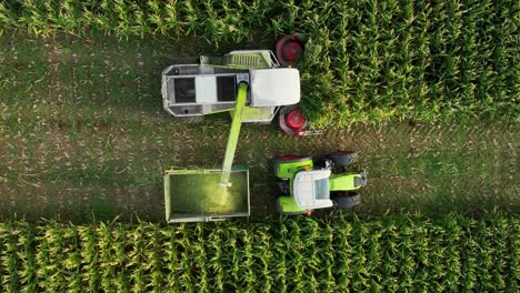 La-Cosechadora-Descarga-Ensilaje-De-Maíz-En-El-Remolque-Del-Tractor,-Drone-De-Arriba-Hacia-Abajo-En-Cámara-Lenta