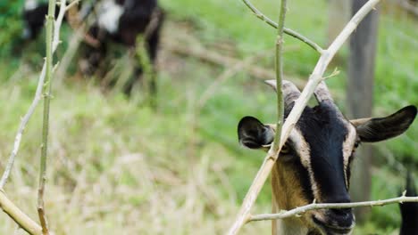 goat searches for food then eats bark of tree - wide shot