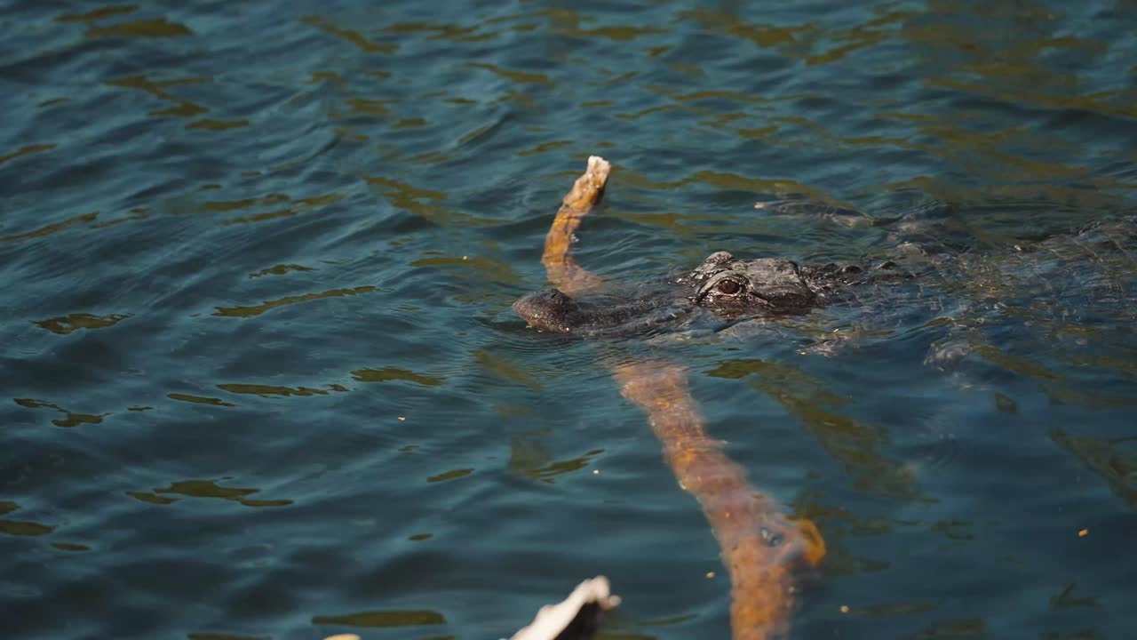 Alligator rests across calm dark water in natural Florida wetland habitat, dissapearing and pulling back away