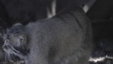 Pallas's-cat-(Otocolobus-manul),-also-known-as-the-manul,-is-a-small-wild-cat-with-long-and-dense-light-grey-fur,-and-rounded-ears-set-low-on-the-sides-of-the-head.