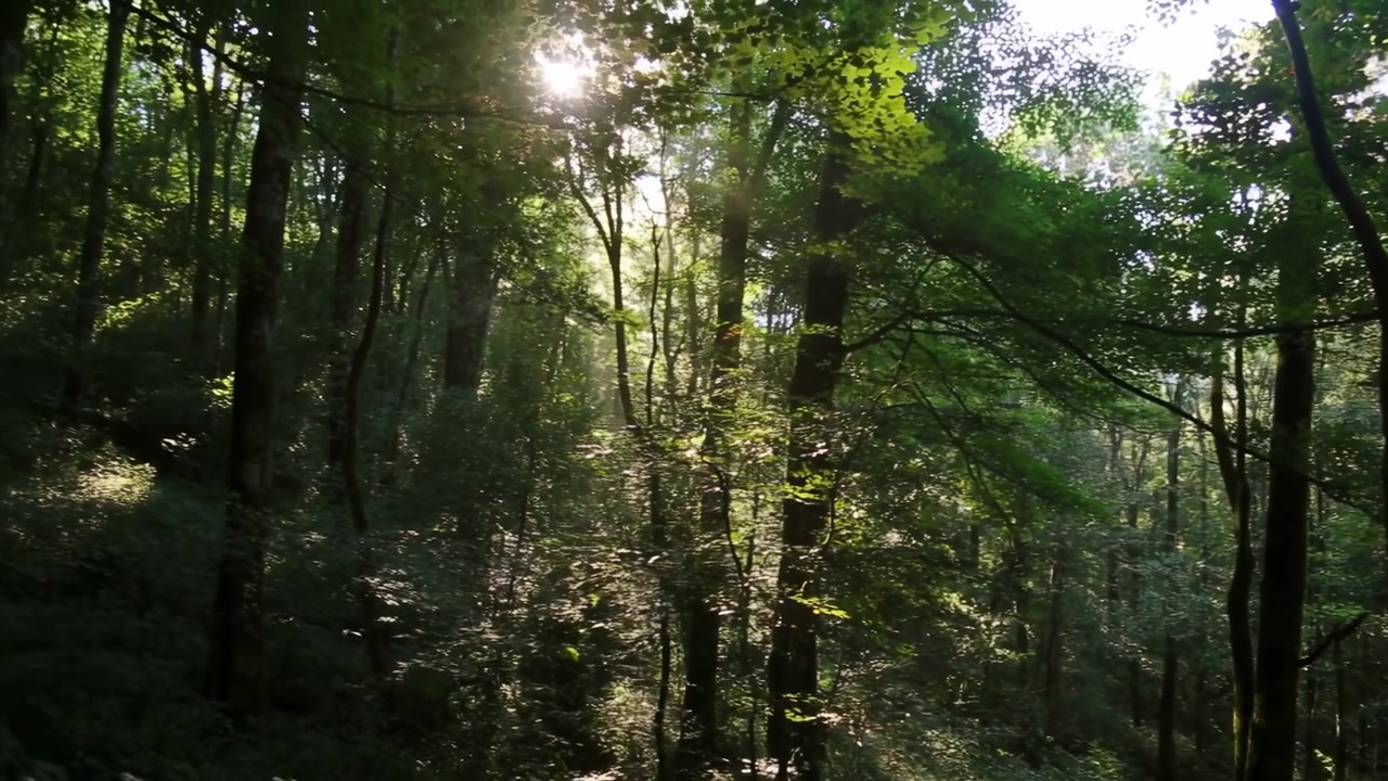Sequência em time-lapse de floresta do início ao fim, mostrando troncos altos de árvores decíduas agrupados no centro-direita, copa em camadas e sub-bosque denso.