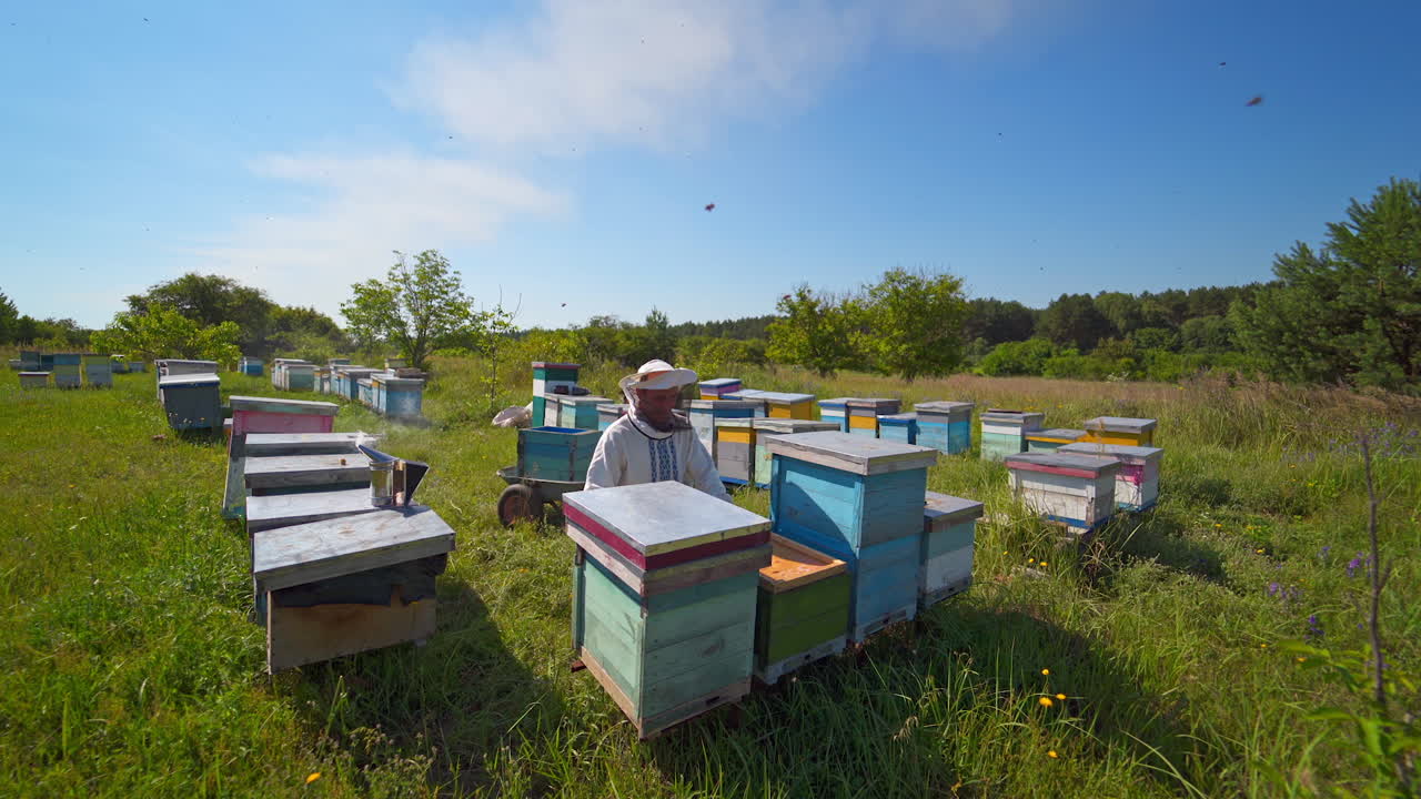 Beekeeping process in a sunny day. Beekeeper in safety hat works on the apiary under blue sky. Apiarist near the wooden beehives among green nature.