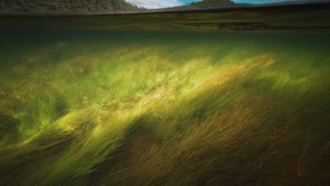 a small trout dashes through the dense growth of grass on the riverbed