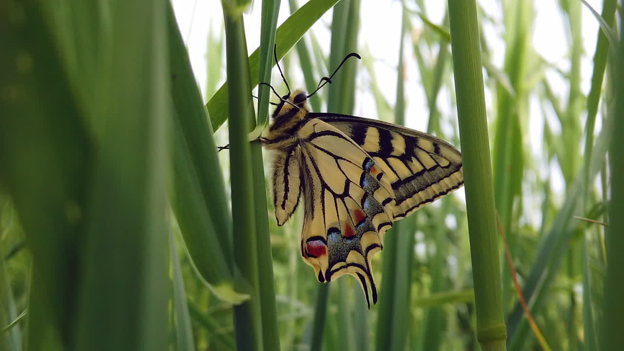 4K video of a Papillo Glaucus. Wonderful yellow butterfly in the middle of the grass. The butterfly is pretty close to the lake. It is hanging on a blade of grass.