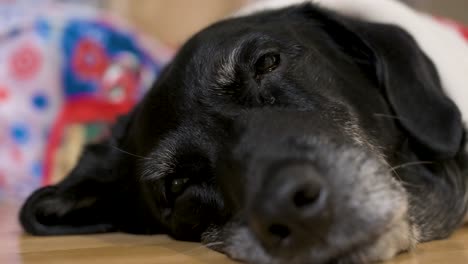 una vista en primer plano de un perro labrador senior negro somnoliento con un suéter de tema navideño mientras yace en el suelo junto a un regalo de navidad decorado