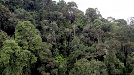 Toma-Aérea-Ascendente-A-Través-De-Una-Densa-Jungla-Verde-En-El-Campo-De-Malasia