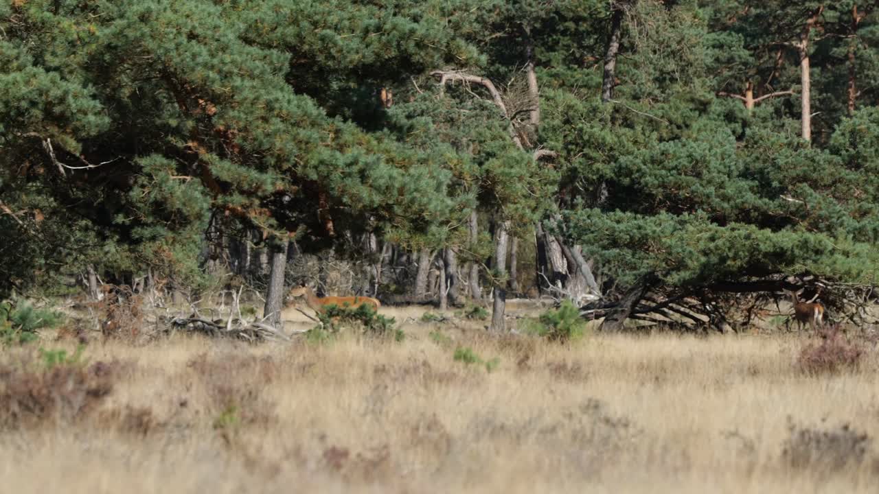 wilde hirsche, die im hintergrund des nationalparks de hoge veluwe auf bäume im fernhintergrund zugehen