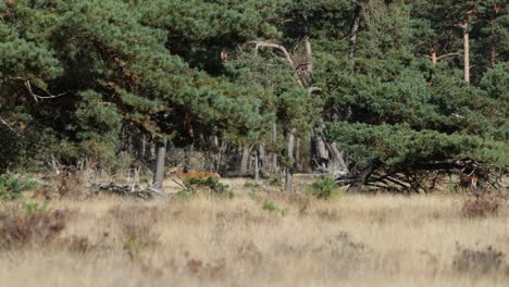 Ciervos-Salvajes-Caminando-Hacia-Los-árboles-En-El-Fondo-De-La-Distancia-En-El-Parque-Nacional-De-Hoge-Veluwe