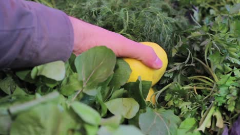 Shopping-Vegetable-In-Greengrocer-5