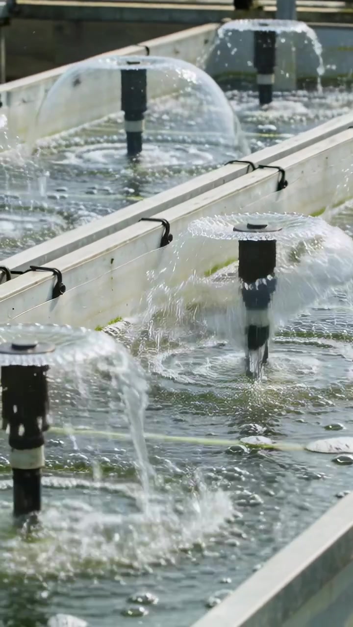 Vertical video: Pump starting, black nozzles forming water domes over troughs at hatchery to aerate