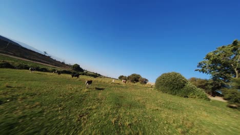 FPV-Flug-Dutzende-Von-Pferden,-Die-Auf-Der-Wiese-Laufen