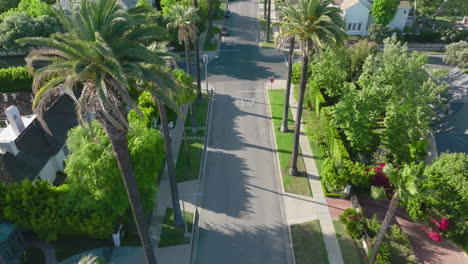 so fly, aerial footage of luxurious palm tree-lined beverly hills residential street