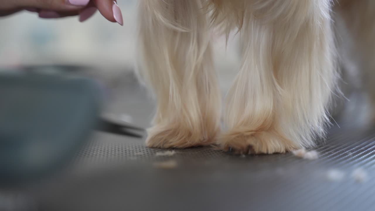 corte de pelo profesional y cuidado de perros yorkshire terrier en el salón de peluquería