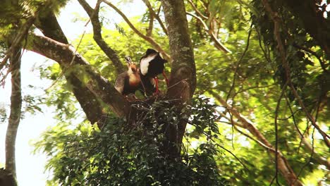 Das-Paar-Des-Braunhalsibis-Begrüßt-Den-Dritten-Vogel-In-Seinem-Nest