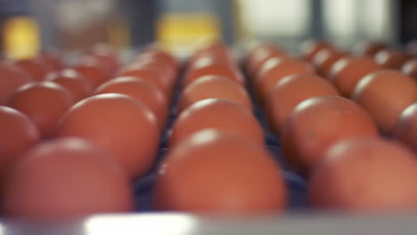 eggs moving on the production line