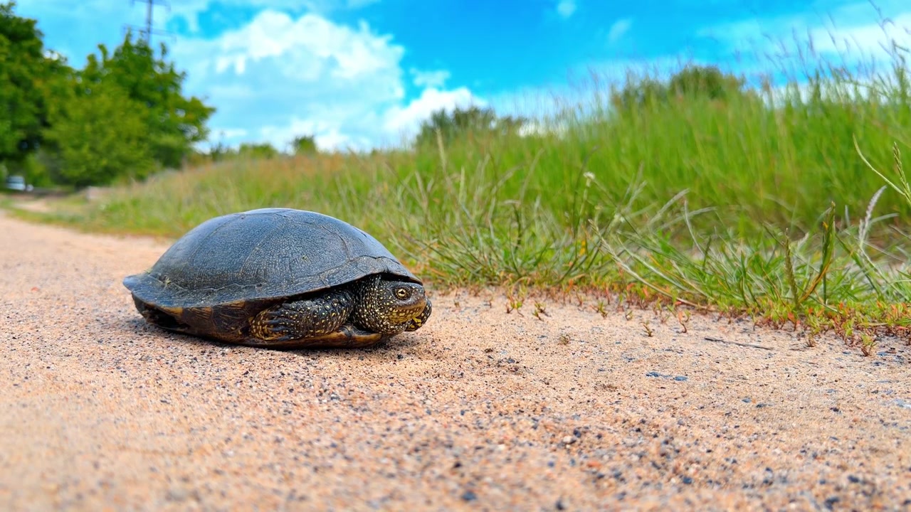 Wilde Teichschildkröte ruht auf einem sandigen Feldweg. Aufnahme auf Augenhöhe eines dunklen Reptils mit gelben Flecken vor verschwommener grüner Vegetation.