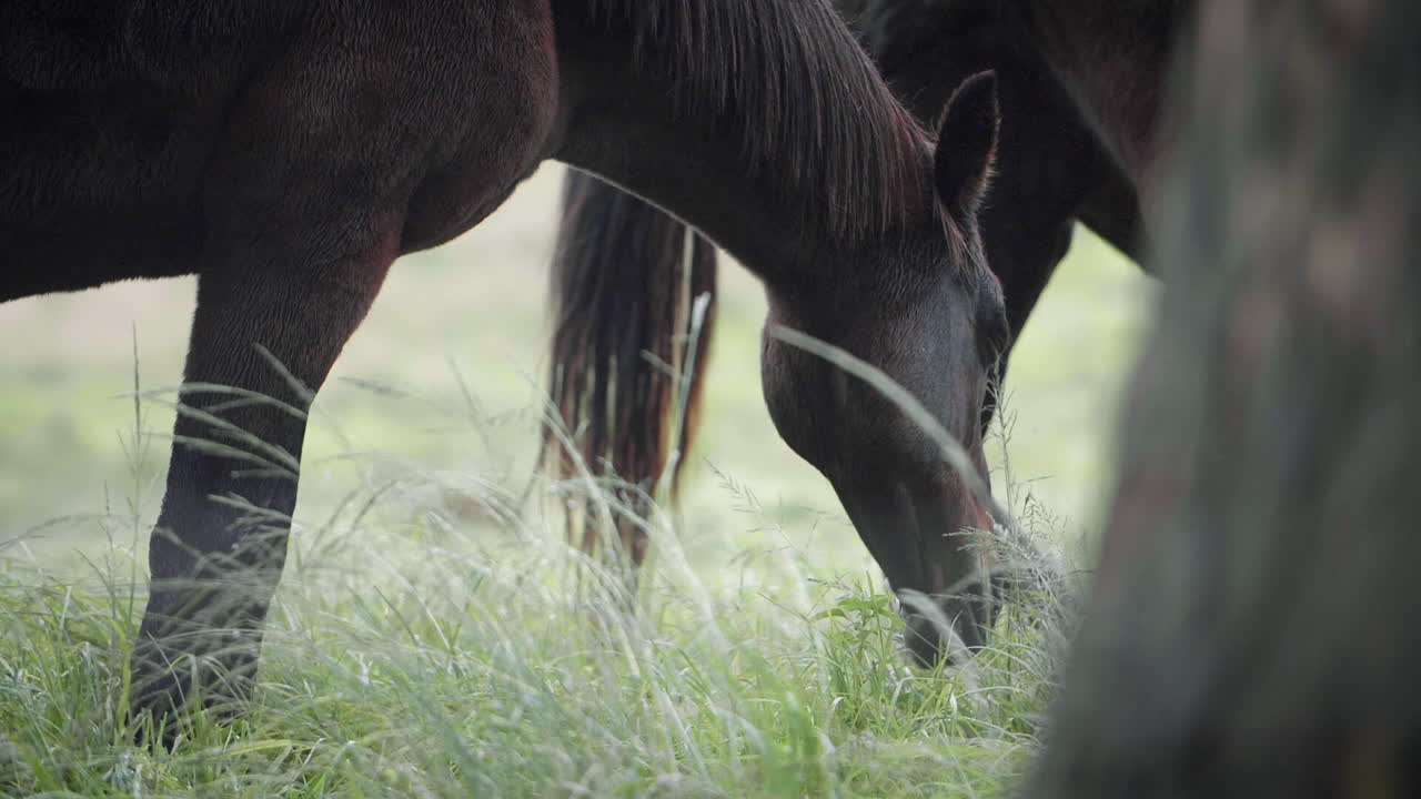hermoso caballo de pura sangre comiendo hierba
