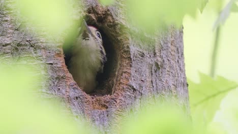 Ein-Buntspechtküken-Oben-In-Einem-Baum,-Der-Ruft-Und-Darauf-Wartet,-Mit-Tropischem-Wald-Gefüttert-Zu-Werden