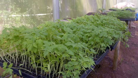 Brotes-De-Plantación-Saludables-En-Un-Semillero-Dentro-De-Un-Invernadero