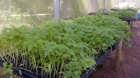 brotes de plantación saludables en un semillero dentro de un invernadero