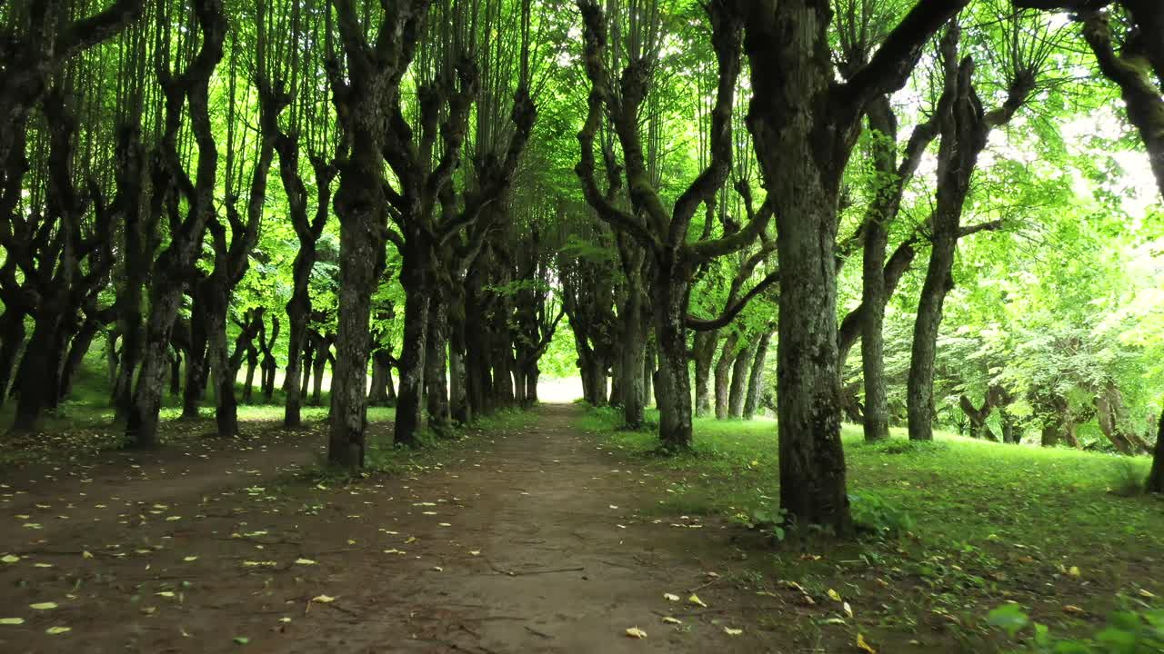 카트바리 매너 라트비아 근처의 녹색 캐노피 린든 골목을 통해 그늘진 여름 통로