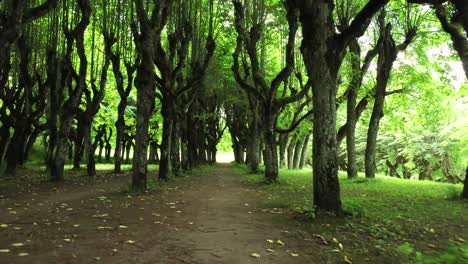 Paso-De-Verano-Sombreado-A-Través-De-Un-Callejón-De-Tilo-Con-Dosel-Verde-Cerca-De-Katvari-Manor-Letonia