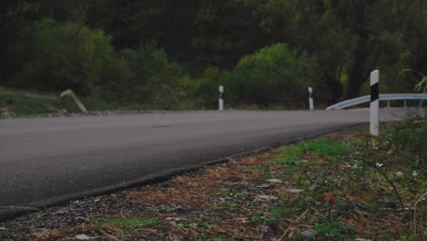 country road through forest