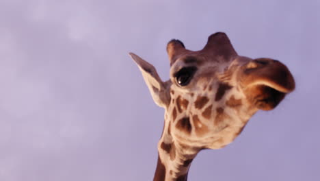 giraffe head looks away from camera - close up on face against purple twilight sky