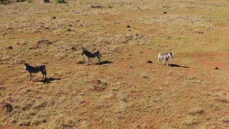 Drone-aerial-of-baby-zebra-walking-in-the-wild-with-its-mother