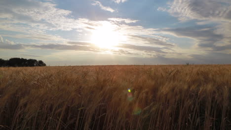 wheat field during the summer time