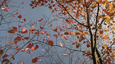 orange, autumn leaves swaying in wind on branches in sunny day