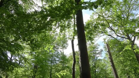 beautiful view into a dense green forest with bright sunlight casting deep shadow