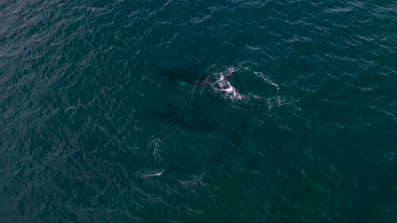 두 마리의 고래가 헤엄치고, 부서지고, 불고 있는 하향 공중 발사