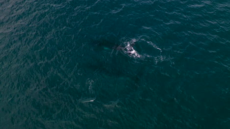 Downward-aerial-shot-of-two-whales-swimming,-breaching-and-blowing