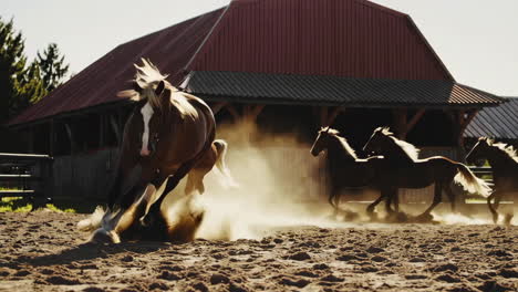 horses running on a sunny farm day