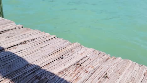 pez pargo se deja caer en un muelle de madera y cae al océano