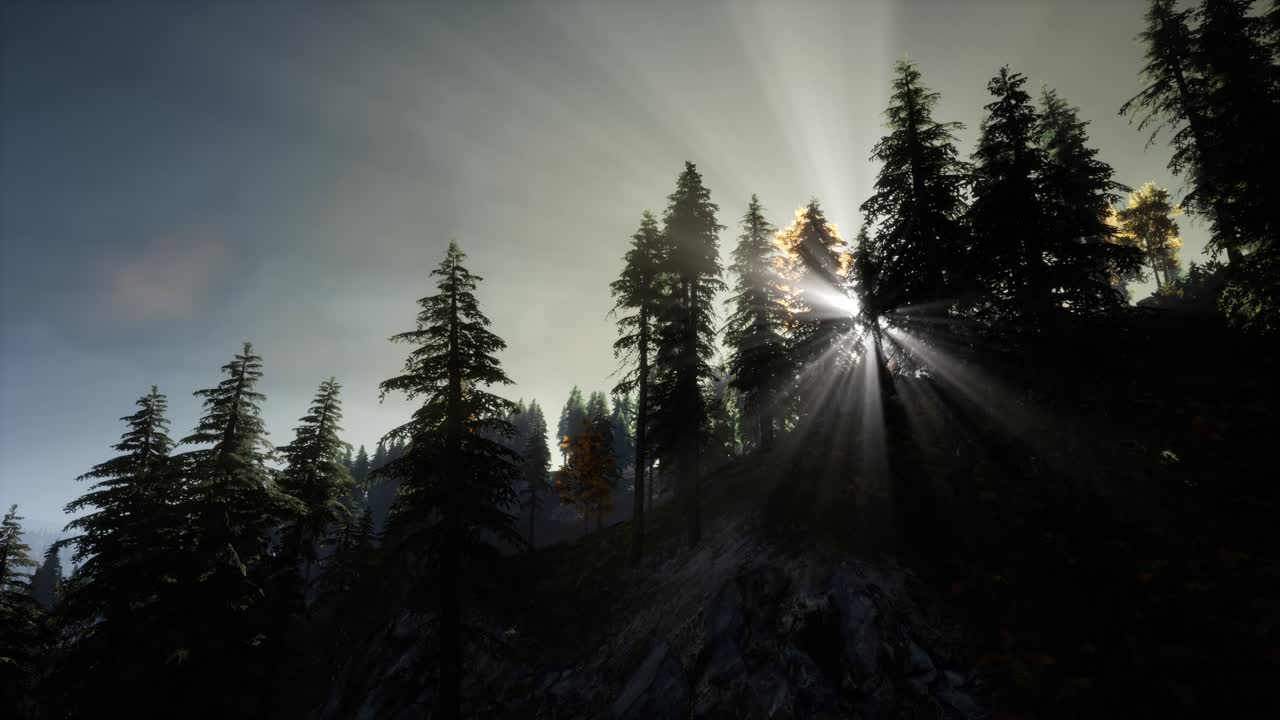 太陽的光線穿過樹木